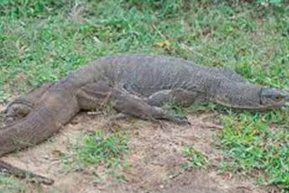 bengal monitor lizard raped in sahyadri tiger project area