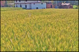 Good production of wheat in Sirmaur