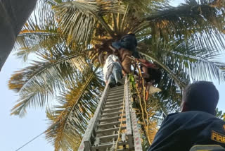 .Man Trapped In Palm Tree