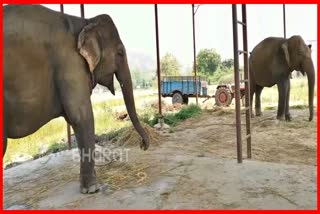 fodder-crisis-deepens-in-front-of-two-elephants-of-corbett-park-after-mahout-murder