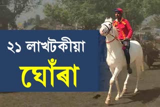 horse-bhura-which-came-to-be-sold-in-kashipur-chaiti-mela-is-worth-rs-21-lakh