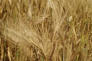 Reduction in wheat production in Haryana