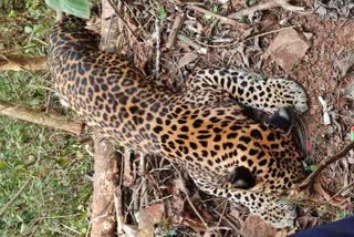 karwar-female-leopard-dies-in-snare-wire