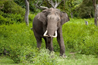 Wild elephant attack  elephant attack in kerala  elephant attack in Attappady  അട്ടപ്പാടിയിലെ കാട്ടാന ആക്രമണം  കേരളത്തിലെ കാട്ടാന ആക്രമണം  കാട്ടാന ആക്രമണത്തില്‍ 15 മാസത്തിനിടെ അട്ടപ്പാടിയിൽ കൊല്ലപ്പെട്ടത് 9 പേർ