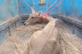 Mahananda River Nilgai Carcass