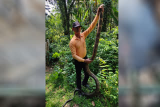 13 foot King Cobra rescued in Karnataka