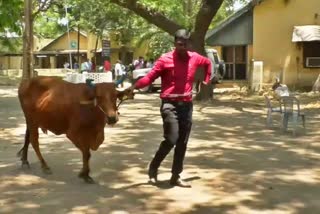 Post graduates were attended cattle handling exam