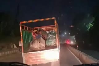 cow smugglers Gurugram viral video