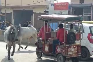 Terror of stray bulls in Greater Noida accidents happen every day