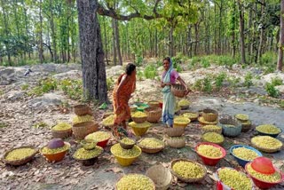 Mahul cultivation in Bankura