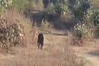 Bear terror in Manendragarh Gram Panchayat Parasgadi