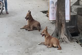 कुत्ता