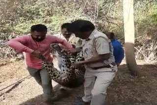 Panther rescued in Udaipur