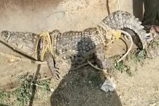 crocodile caught in Neemuch