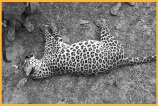 leopard-found-death-mysterious-conditions-in-golaghat