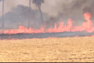 Fire in wheat farm betul