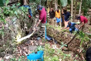 രാജവെമ്പാല  കോടനാട് സെക്ഷൻ ഫോറസ്റ്റ്  cobra