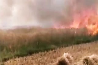 Fire broke out in wheat crop in paonta sahib