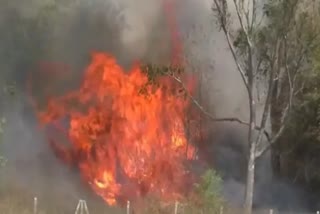 fire-caught in-bamboo-nursery