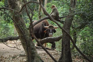 Public fear for Wild water buffalo descending in search of water on Alagar Kovil hill