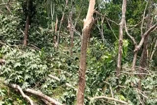 Heavy winds and rains caused damage to the cherupuzha  Heavy winds and rains caused damage  ചെറുപുഴ കനത്ത കാറ്റിലും മഴയിലും മലയോരത്ത് വൻ നാശനഷ്ടം  കനത്ത മഴയും കാറ്റും ചെറുപുഴയിൽ നാശനഷ്‌ടം  കാറ്റിലും മഴയിലും ഗതാഗതം തടസ്സപ്പെട്ടു