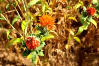 -cultivation-of-saffron-in-bokaro