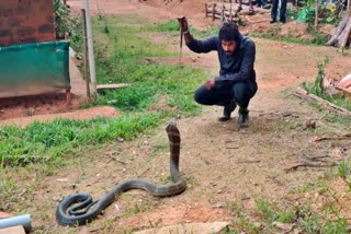 ಶಿವಮೊಗ್ಗದಲ್ಲಿ 11 ಅಡಿ ಉದ್ದದ ಕಾಳಿಂಗ ಸರ್ಪ ರಕ್ಷಣೆ