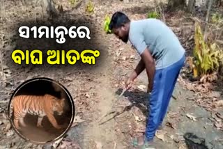 Tiger Terror: ସୀମାନ୍ତ ଜଙ୍ଗଲ ମଧ୍ୟରେ ବାଘ ପାଦଚିହ୍ନ ଠାବ, ଭୟଭୀତ ଲୋକେ