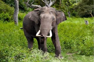 Elephants terror in Dhamtari Sihawa