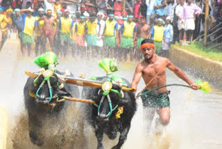 kambala race record