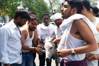 Congress feeding Chyawanprash to donkeys in Bhopal