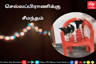 baby shower for pet dog  baby shower for dog  baby shower for pet dog in sirkazhi  sirkazhi dog baby shower  நாக்குட்டிக்கு வளைகாப்பு  நாய்க்கு சீமந்தம் செய்த உரிமையாளர்  சீர்காழியில் வளர்ப்பு நாய்க்கு சீமந்தம்  வளர்ப்பு நாய்க்கு சீமந்தம்  சீர்காழியில் நாய்குட்டிக்கு சீமந்தம்