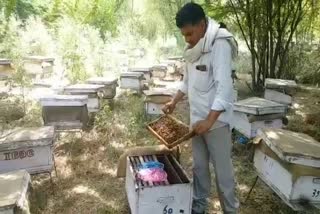 bee farming in faridabad