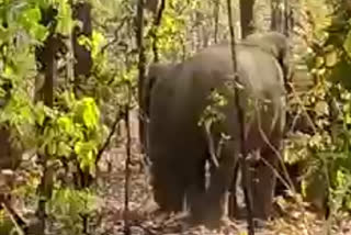 elephant movement monitored in Shahdol