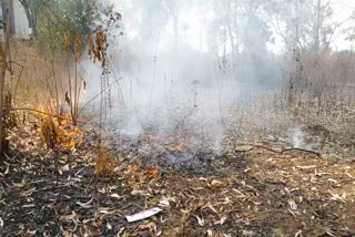 forest fire case in korba