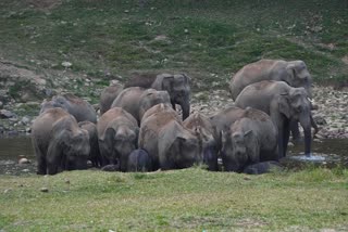 Anakulam Elephants Video