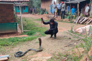 VIDEO: 11-foot-long King Cobra rescued in Karnataka's Shivamogga