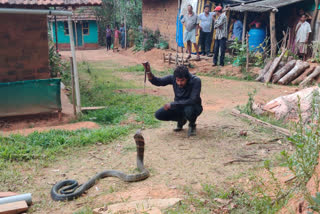 King Cobra rescued in Karnataka's Shivamogga  രാജവെമ്പാലയെ പിടികൂടി  കര്‍ണാടകത്തില്‍ രാജവെമ്പാലയെ പിടികൂടി