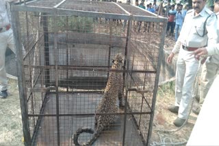 Leopard Fell In Dhar Well