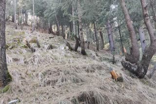 timber-smugglers-loot-sindH-range-forest-division-in-ganderbal