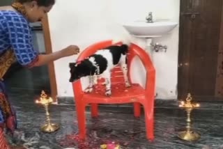 Viral Video: Baby Shower for pet Dog