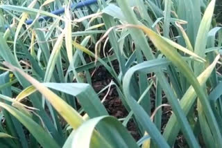 Garlic crop damage by insects in paonta sahib