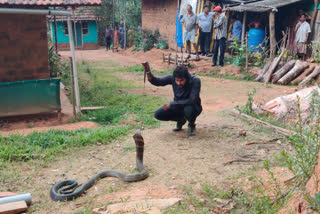 king cobra in shivamogga