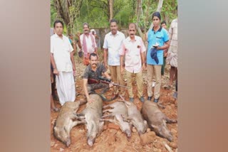 കിണറ്റിൽ വീണ അഞ്ച് കാട്ടുപന്നികളെ വെടിവെച്ച്‌ കൊന്നു  FOREST DEPARTMENT KILLS FIVE WILD BOARS  പാലക്കാട് കാട്ടുപന്നികളെ വെടിവെച്ച്‌ കൊന്നു  കുത്തനൂരിൽ കാട്ടുപന്നികളെ വെടിവെച്ചു കൊണ്ട്