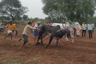 Ox race in Muddebihal