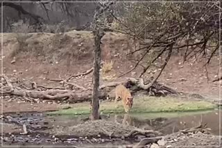 Tigress in Ranthambore National Park