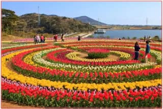 srinagar-tulip-garaden-more-than-three-lakh-tourists-visit-garden-in-19-days