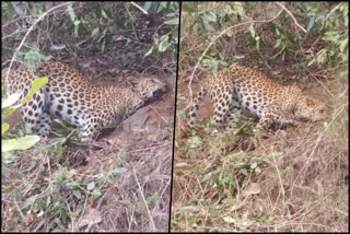 puthoor cheerakkadavu leopard dead  പാലക്കാട് കമ്പിവേലിയില്‍ അകപ്പെട്ട പുള്ളിപുലി ചത്ത നിലയിൽ  പാലക്കാട് പുതൂരില്‍ പുള്ളിപുലി ചത്ത നിലയിൽ  puthoor Leopard found dead  പാലക്കാട് ഇന്നത്തെ വാര്‍ത്ത  Palakkad todays news