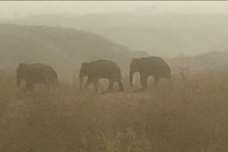 Terror of elephants in Shahdol