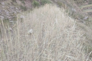 Damage to crops in Karsog.